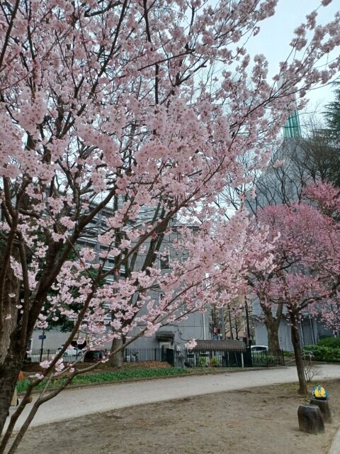 錦町公園桜