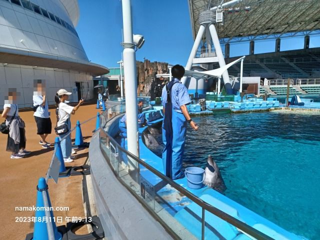 名古屋港水族館イルカ餌やり1