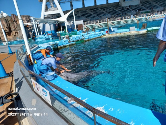 名古屋港水族館イルカ餌やり2