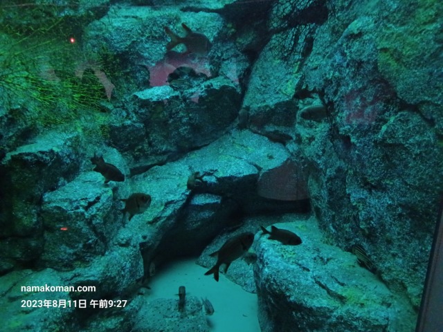 名古屋港水族館赤い魚1