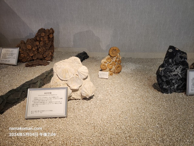 竹島ファンタジー館化石