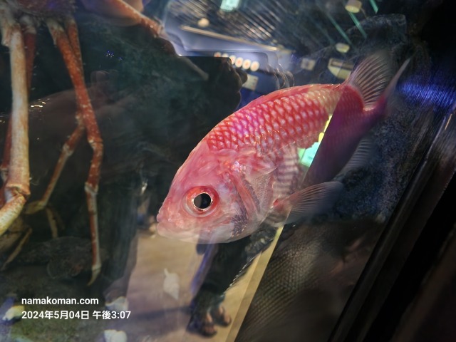 竹島水族館深海魚1