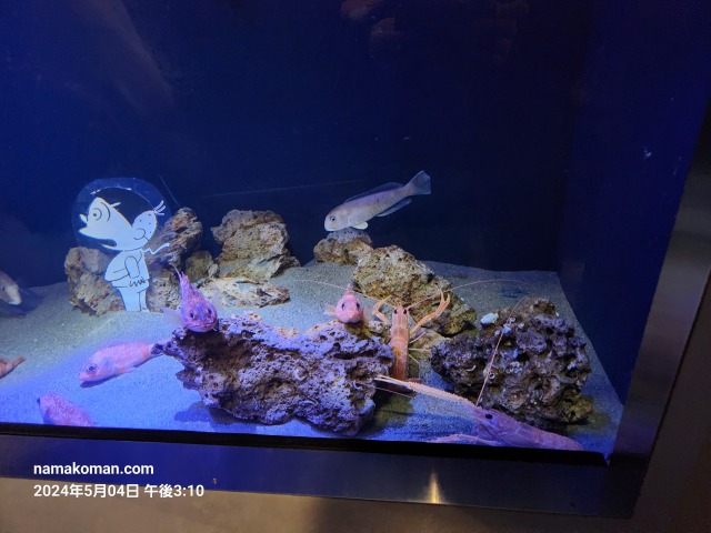 竹島水族館深海魚4