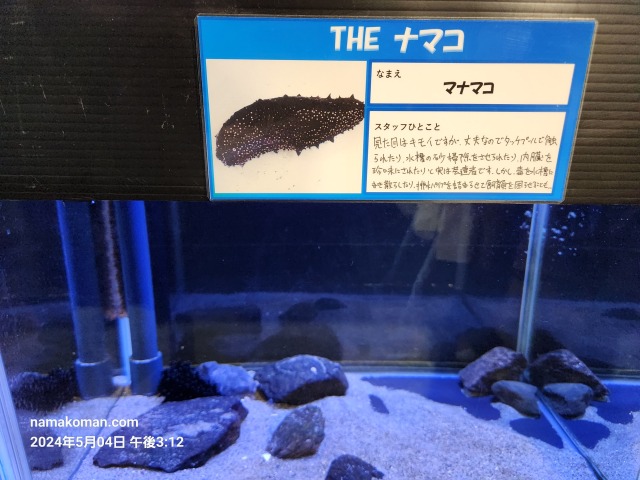 竹島水族館なまこ1