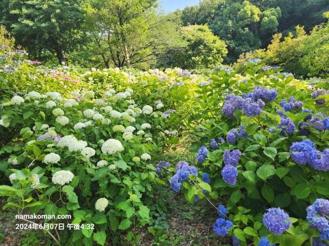 茶屋ヶ坂公園あじさい1