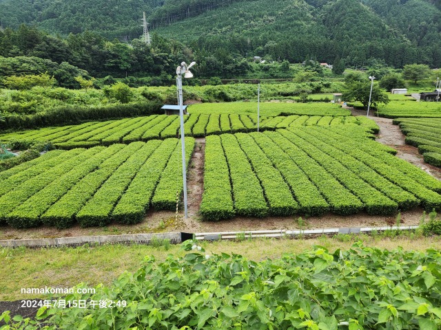 中川根茶畑