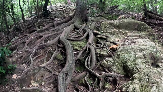 馬の背登山道道中4