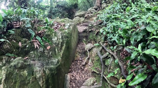 馬の背登山道道中8