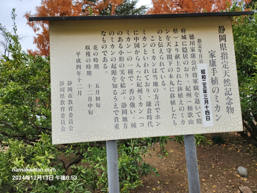 駿府城公園家康手植のミカン1