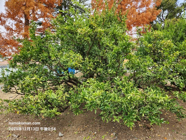 駿府城公園家康手植のミカン2