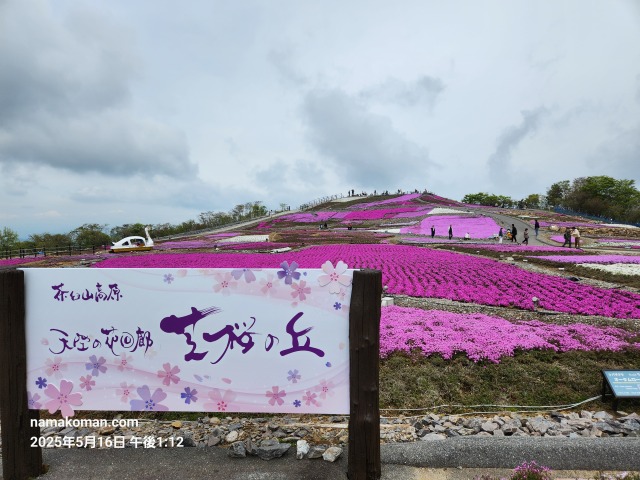 茶臼山芝桜まつり1
