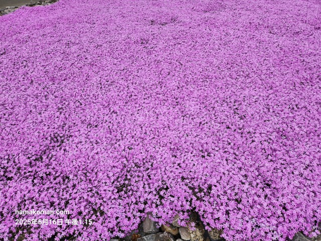 茶臼山芝桜まつり3