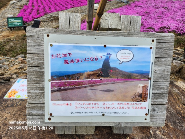 茶臼山芝桜まつり8