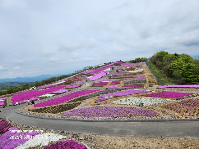 茶臼山芝桜まつり5